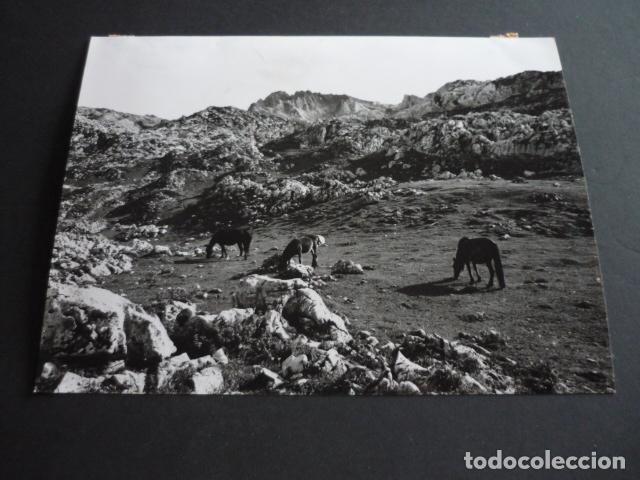 Antique Photography: ASTURIAS PAISAJE Y CABALLOS PACIENDO ANTIGUA FOTOGRAFIA 18 X 24 CM