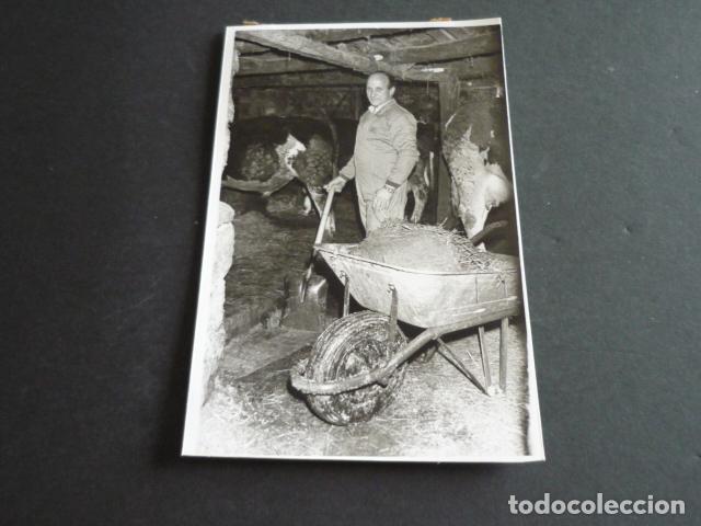 Antique Photography: TIELVE ASTURIAS GANADERO EN LA CUADRA ANTIGUA FOTOGRAFIA 10 X 16,5 CM