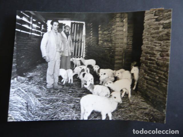 Fotograf&iacute;a antigua: ENCINEDO LEON PASTOR CON OVEJAS FOTOGRAFIA ORIGINAL 13 X 18 CM