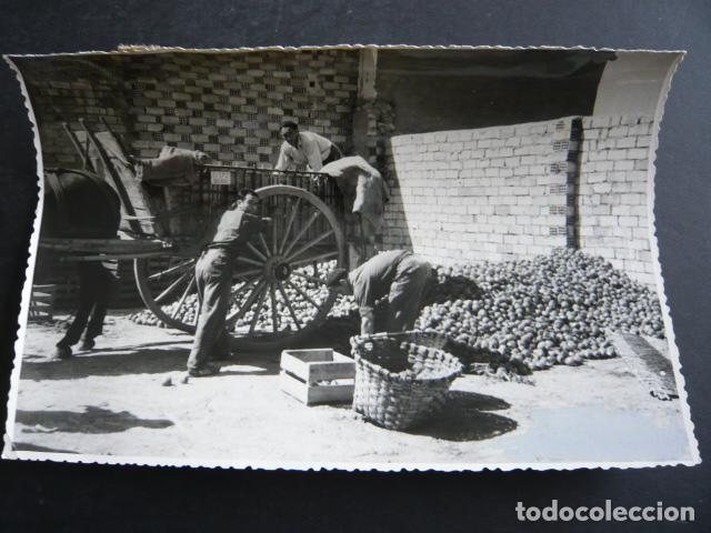 Antique Photography: RIBAFORADA NAVARRA COSECHA DEL PIMIENTO ANTIGUA FOTOGRAFIA ORIGINAL 12 X 17 CM