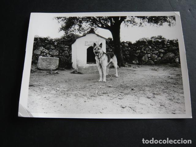 Fotograf&iacute;a antigua: PERRO PASTOR ALEMAN ANTIGUA FOTOGRAFIA 9 X 12 CM