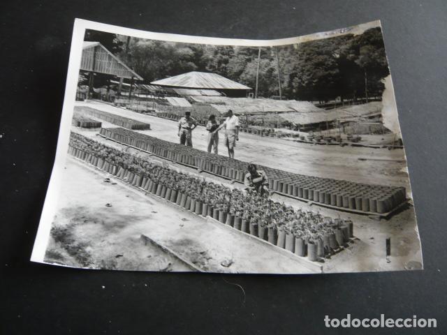 Fotograf&iacute;a antigua: MALASIA PLANTACION ANTIGUA FOTOGRAFIA ORIGINAL 24 X 16 CM
