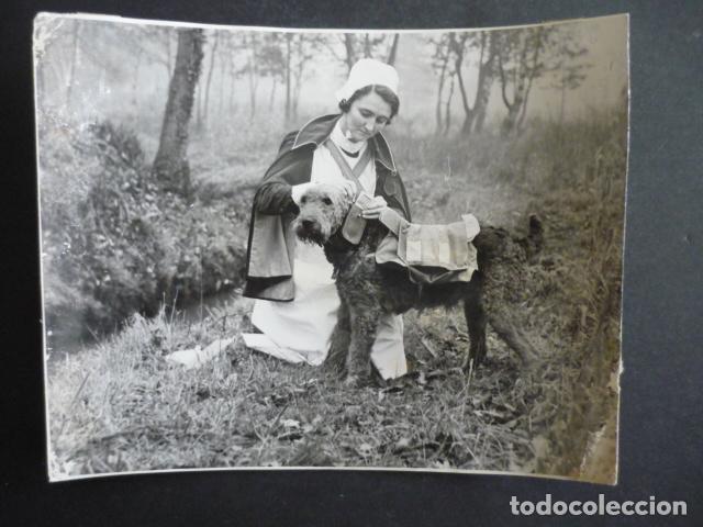Antique Photography: EXPOSICION DE PERROS DE 1946 COPIA DE 1984 ANTIGUA FOTOGRAFIA 19 X 15 CM