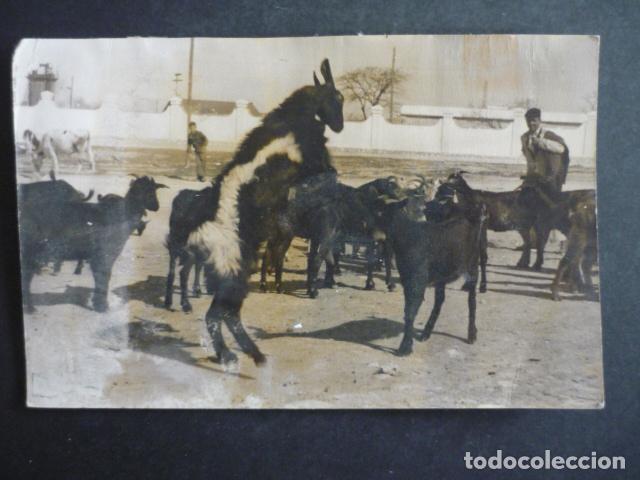Antique Photography: CABRAS AMTIGUA FOTOGRAFIA 12 X 18 CM