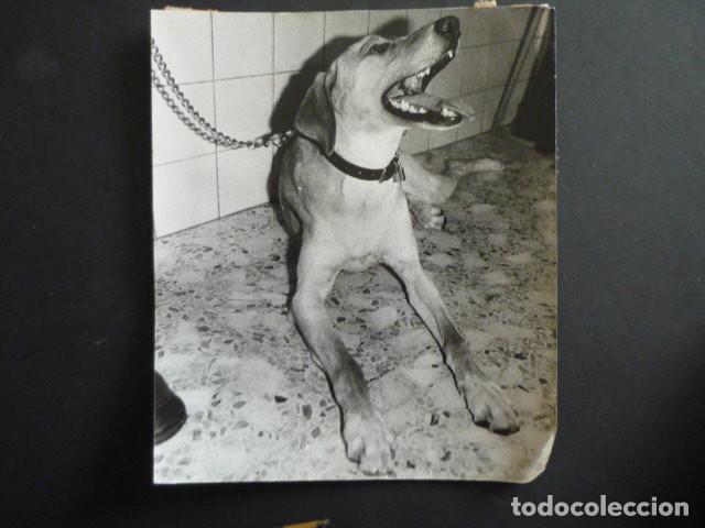 Fotograf&iacute;a antigua: PERRO CON CADENA ANTIGUA FOTOGRAFIA 18 X 24 CM