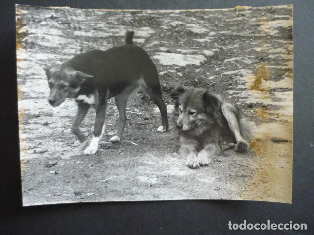 Fotograf&iacute;a antigua: PERROS EN CALLE ANTIGUA FOTOGRAFIA 18 X 12 CM