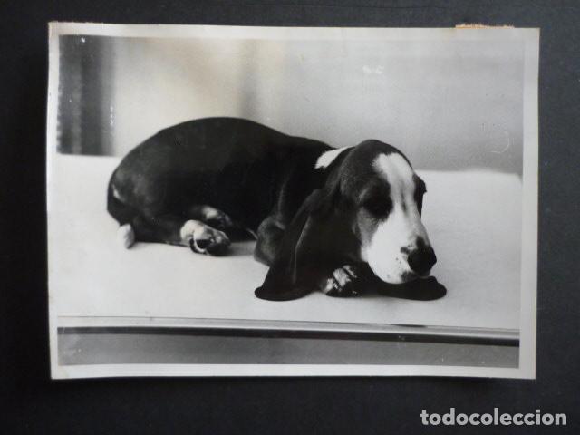 Fotograf&iacute;a antigua: CACHORRO DE PERRO BASSET HOUND ANTIGUA FOTOGRAFIA 18 X 12 CM