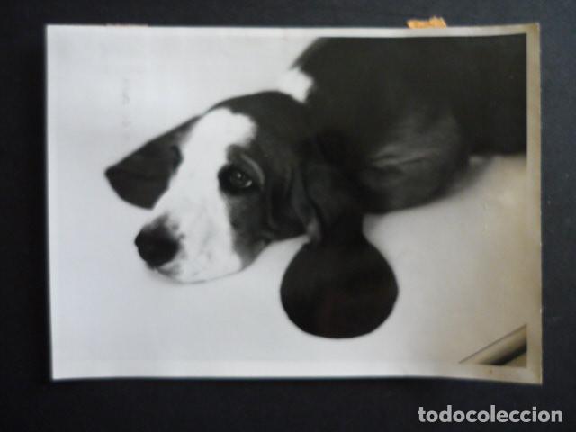 Fotograf&iacute;a antigua: CACHORRO DE PERRO BASSET HOUND ANTIGUA FOTOGRAFIA 18 X 12 CM