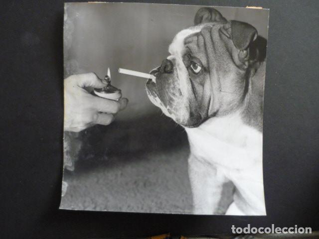 Fotograf&iacute;a antigua: PERRO BULLDOG ANTIGUA FOTOGRAFIA 18 X 12 CM