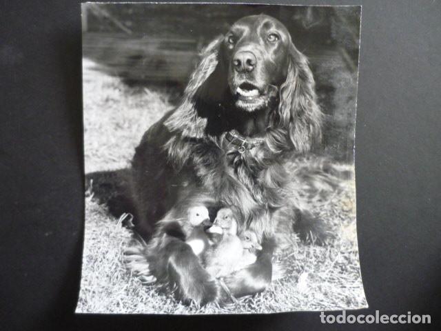 Fotograf&iacute;a antigua: PERRO CON PATOS ANTIGUA FOTOGRAFIA 19 X 21 CM