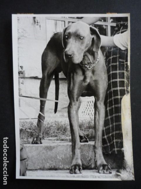 Fotograf&iacute;a antigua: PERRO ANTIGUA FOTOGRAFIA 18 X 12 CM