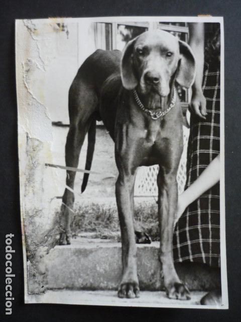 Fotograf&iacute;a antigua: PERRO ANTIGUA FOTOGRAFIA 18 X 12 CM