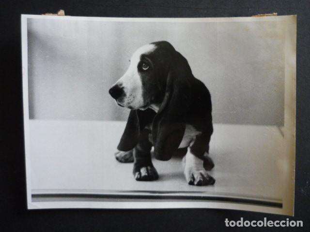 Fotograf&iacute;a antigua: CACHORRO DE PERRO BASSET HOUND ANTIGUA FOTOGRAFIA 18 X 12 CM