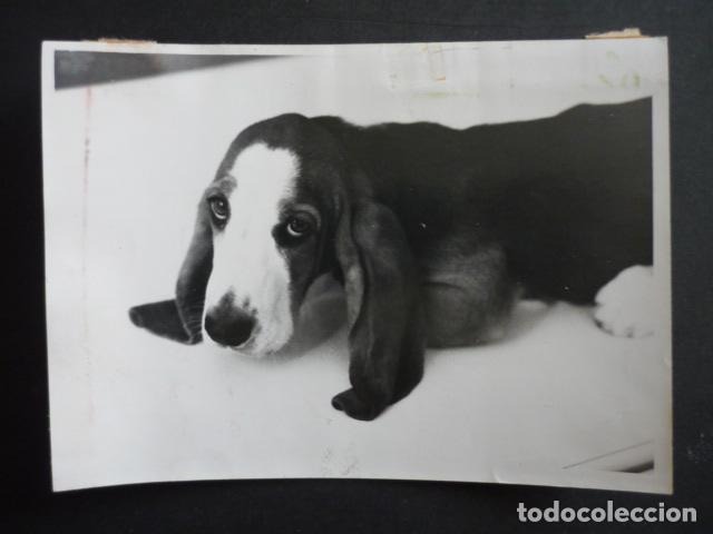 Fotograf&iacute;a antigua: CACHORRO DE PERRO BASSET HOUND ANTIGUA FOTOGRAFIA 18 X 12 CM