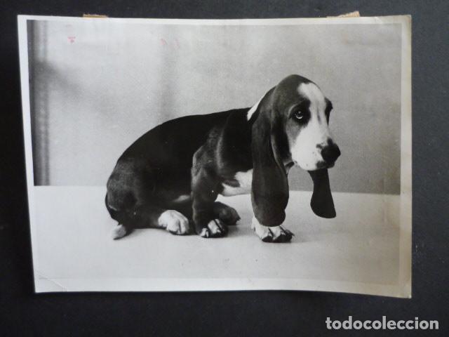 Fotograf&iacute;a antigua: CACHORRO DE PERRO BASSET HOUND ANTIGUA FOTOGRAFIA 18 X 12 CM