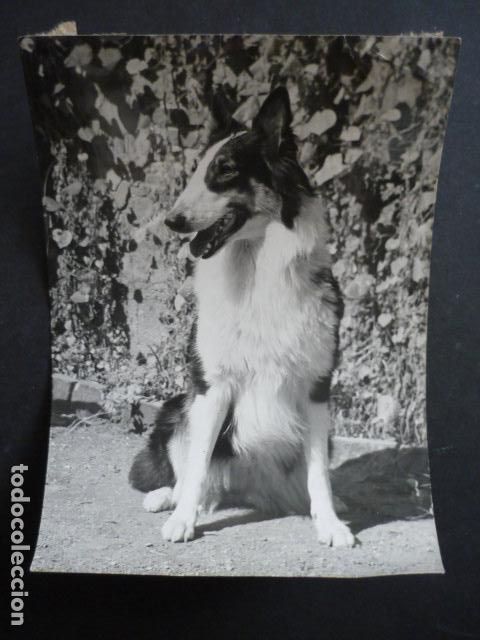 Fotograf&iacute;a antigua: PERRO ACTOR ANTIGUA FOTOGRAFIA 18 X 12 CM