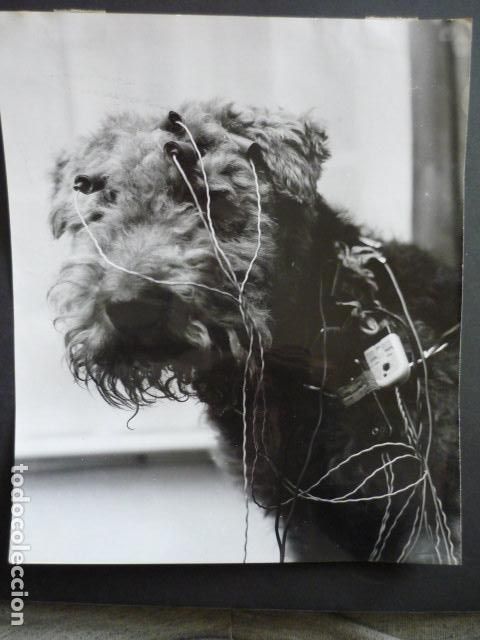Fotograf&iacute;a antigua: PERRO EN VETERINARIO ANTIGUA FOTOGRAFIA ORIGINAL 1969 24 X 18 CM