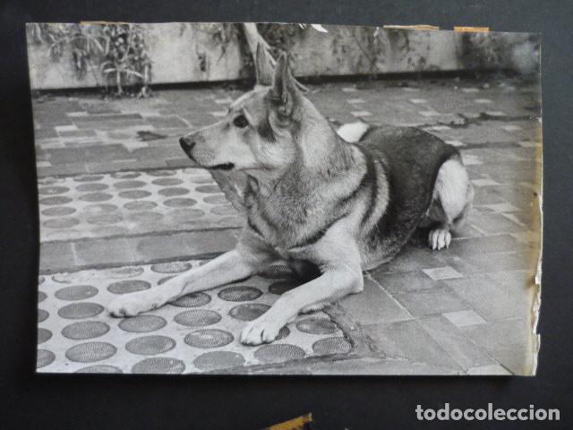 Fotografia antiga: PERRO PASTOR CANADIENSE SALVAVIDAS ANTIGUA FOTOGRAFIA ORIGINAL 24 X 18 CM