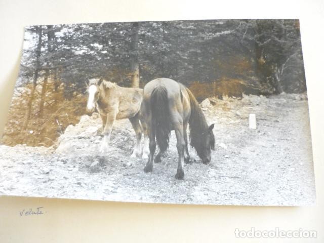 Fotograf&iacute;a antigua: PUERTO DE VELARTE NAVARRA ANTIGUA FOTOGRAFIA 18 X 13 CM