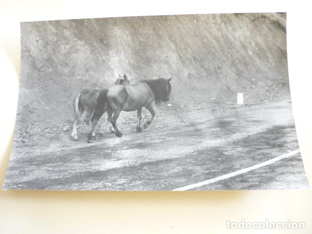 Fotograf&iacute;a antigua: PUERTO DE VELARTE NAVARRA ANTIGUA FOTOGRAFIA 18 X 13 CM
