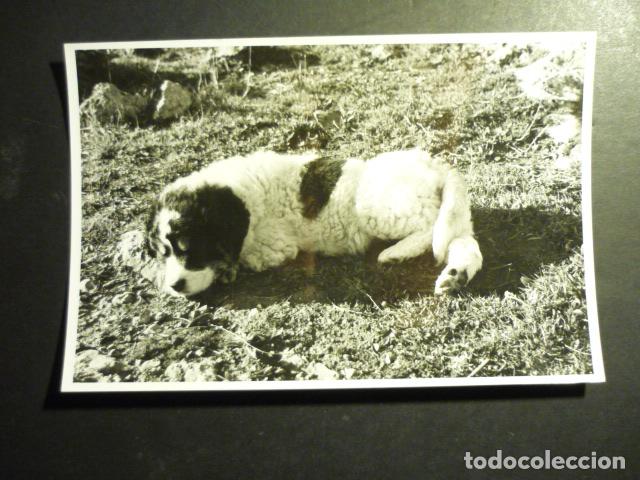 Fotografia antica: TRES PUERTAS UBEDA JAEN PERRO MASTIN ANTIGUA FOTOGRAFIA 11,5 X 17,5 CM