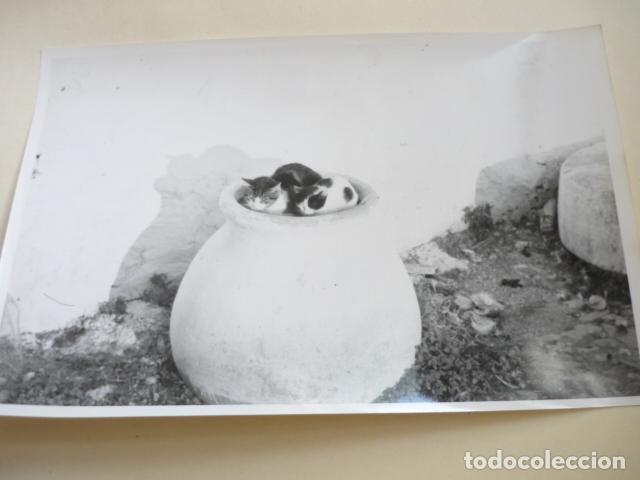 Fotografia antica: TRES PUERTAS UBEDA JAEN ANTIGUA FOTOGRAFIA 12 X 18 CM