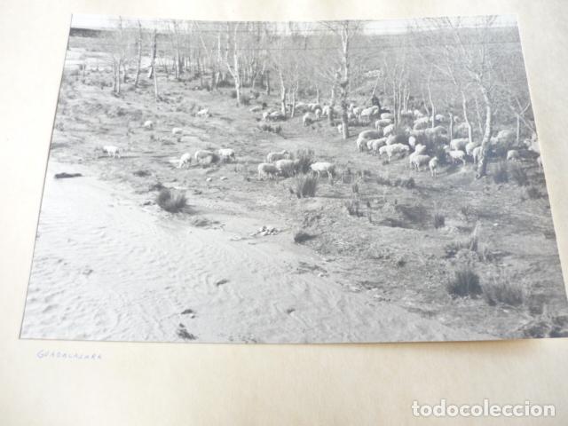 Antique Photography: GUADALAJARA REBA&Ntilde;O DE OVEJAS ANTIGUA FOTOGRAFIA 17 X 23 CM