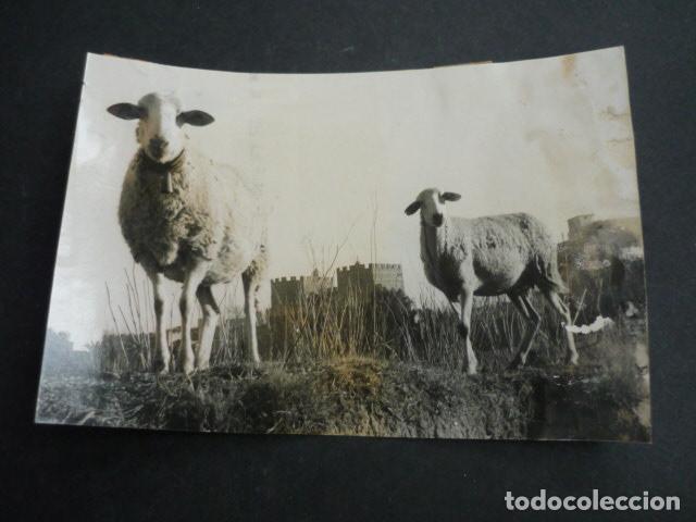 Fotograf&iacute;a antigua: VALENCIA OVEJAS EN EL ANTIGUA CAUCE DEL TURIA 1976 ANTIGUA FOTOGRAFIA 18 X 12 CM