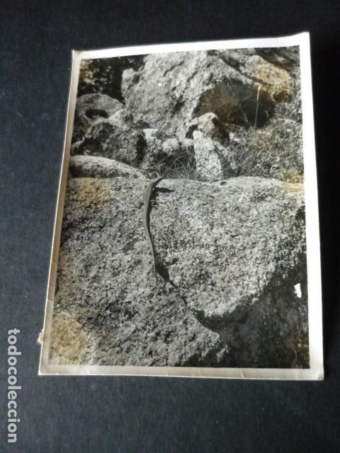 Fotografia antiga: SIERRA DE GUADARRAMA MADRID ANTIGUA FOTOGRAFIA 7 X 9 CM