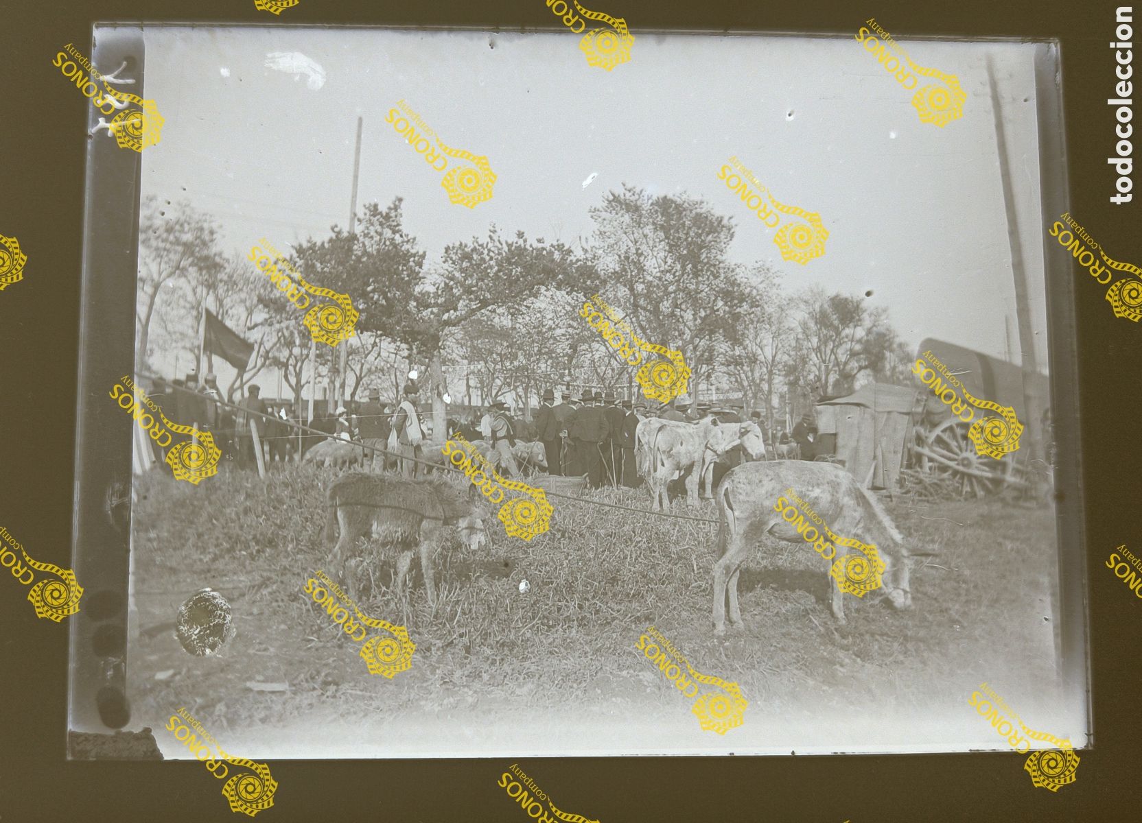 Alte Fotografie: Placa cristal negativo gelatino Bromuro Sevilla Finales del siglo XIX principios del XX