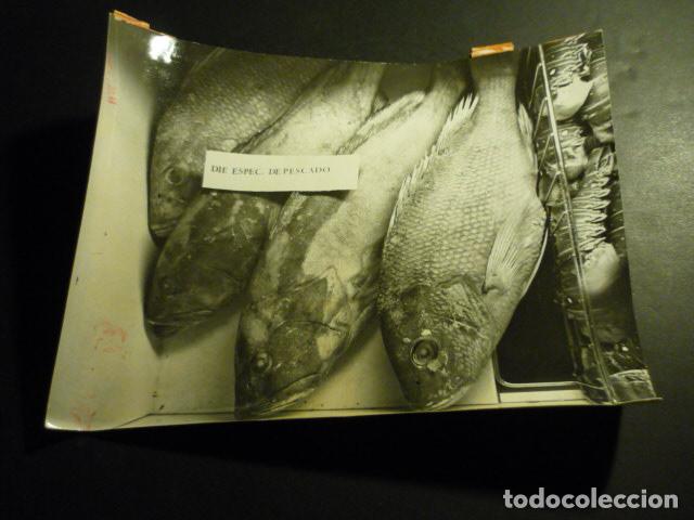 Fotografia antiga: MADRID CASA DEL CAMPO I FERIA INTERNACIONAL ALIMENTACION AIDA 1969 ANTIGUA FOTOGRAFIA 18 X 24 CM