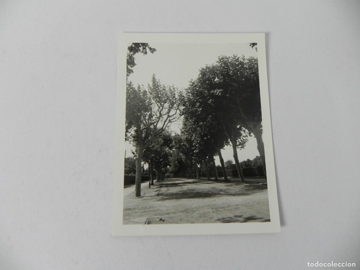 Fotograf&iacute;a antigua: Antigua Fotograf&iacute;a - Paseo Arbolado - Paisajismo y Jardines a&ntilde;os 70/80