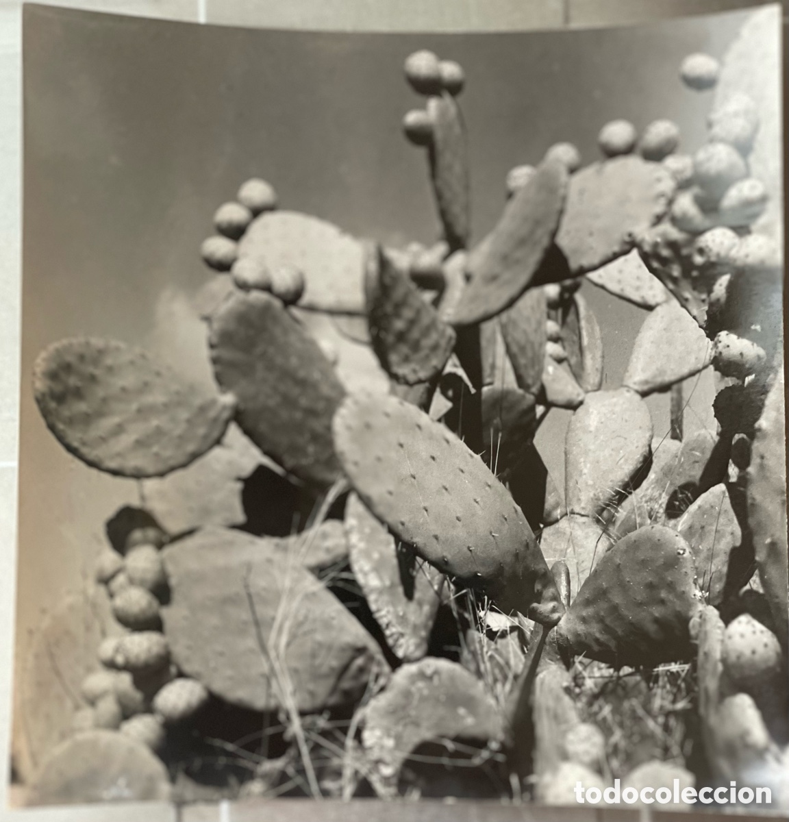 Fotograf&iacute;a antigua: Gomis, Joaquim. Fotografia Blanco y negro. Atmosfera Mir&oacute; 1950