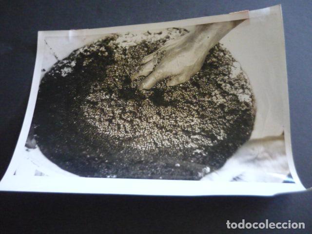 Alte Fotografie: PESCA DEL ESTURION CAVIAR ANTIGUA FOTOGRAFIA ORIGINAL 24 X 18 CM