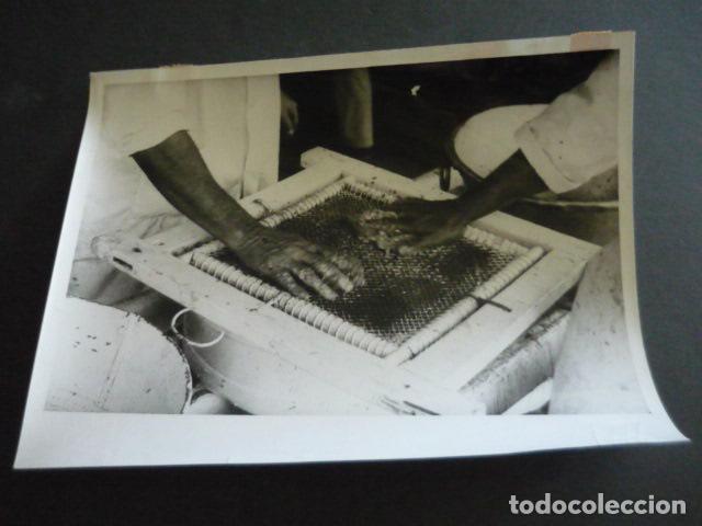 Alte Fotografie: PESCA DEL ESTURION CAVIAR ANTIGUA FOTOGRAFIA ORIGINAL 24 X 18 CM