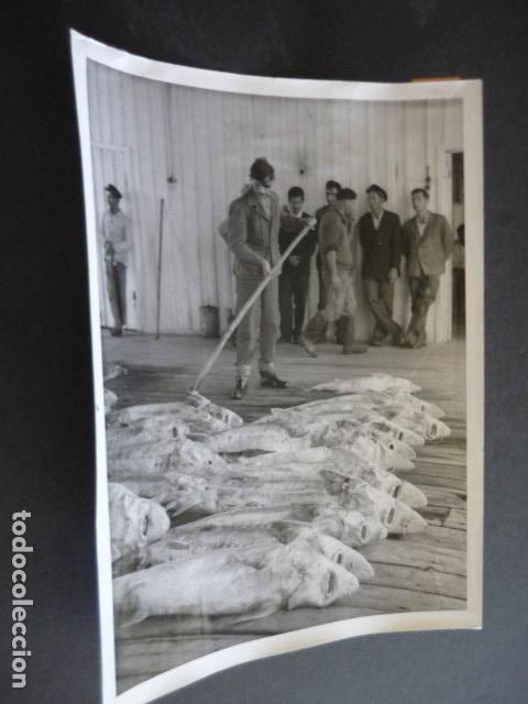 Photographie ancienne: PESCA DEL ESTURION CAVIAR ANTIGUA FOTOGRAFIA ORIGINAL 24 X 18 CM