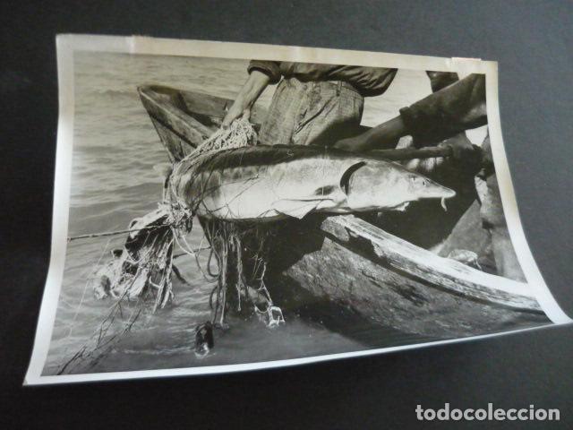 Alte Fotografie: PESCA DEL ESTURION CAVIAR ANTIGUA FOTOGRAFIA ORIGINAL 24 X 18 CM