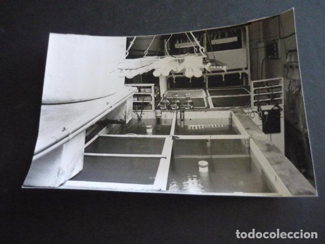 Fotografia antiga: CASTELLON DE LA PLANA CRIA DEL LANGOSTINO ANTIGUA FOTOGRAFIA ORIGINAL 12 X 18 CM