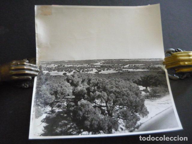 Fotografia antica: EL PARDO PANORAMICA DEL MONTE ANTIGUA FOTOGRAFIA ORIGINAL 18 X 18 CM