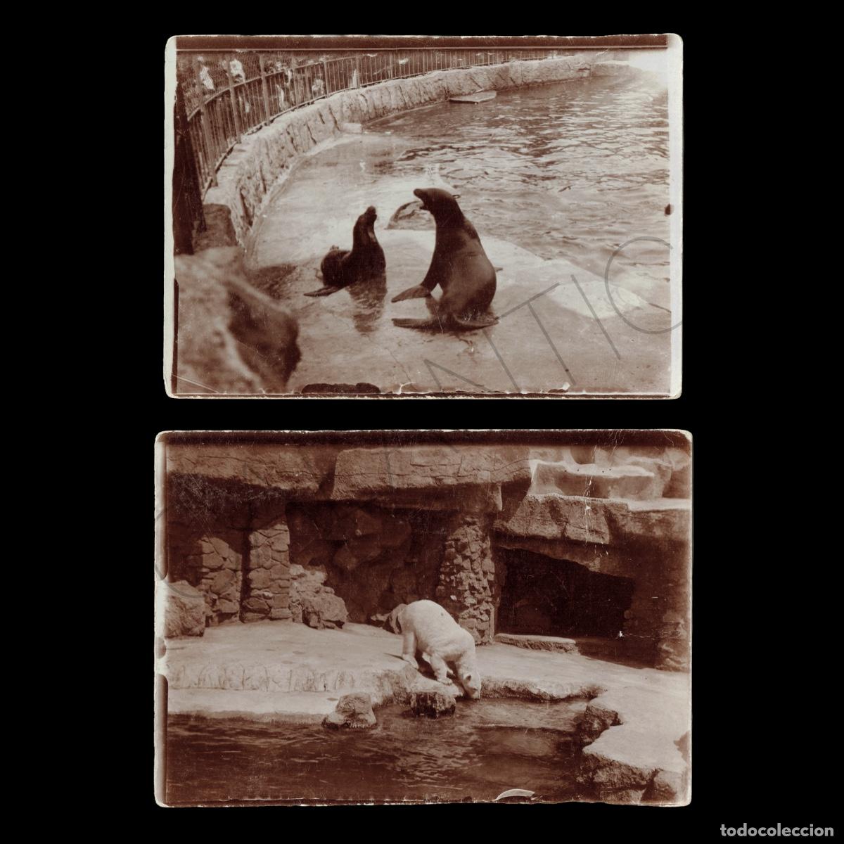 Photographie ancienne: Lot fotografies Zoo de Barcelona &ndash; Tibidabo &ndash; Anys 30 &ndash; Rep&uacute;blica