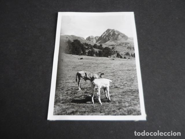 Fotografia antica: ANDORRA ANTIGUA FOTOGRAFIA 7,5 X 10,5 CM