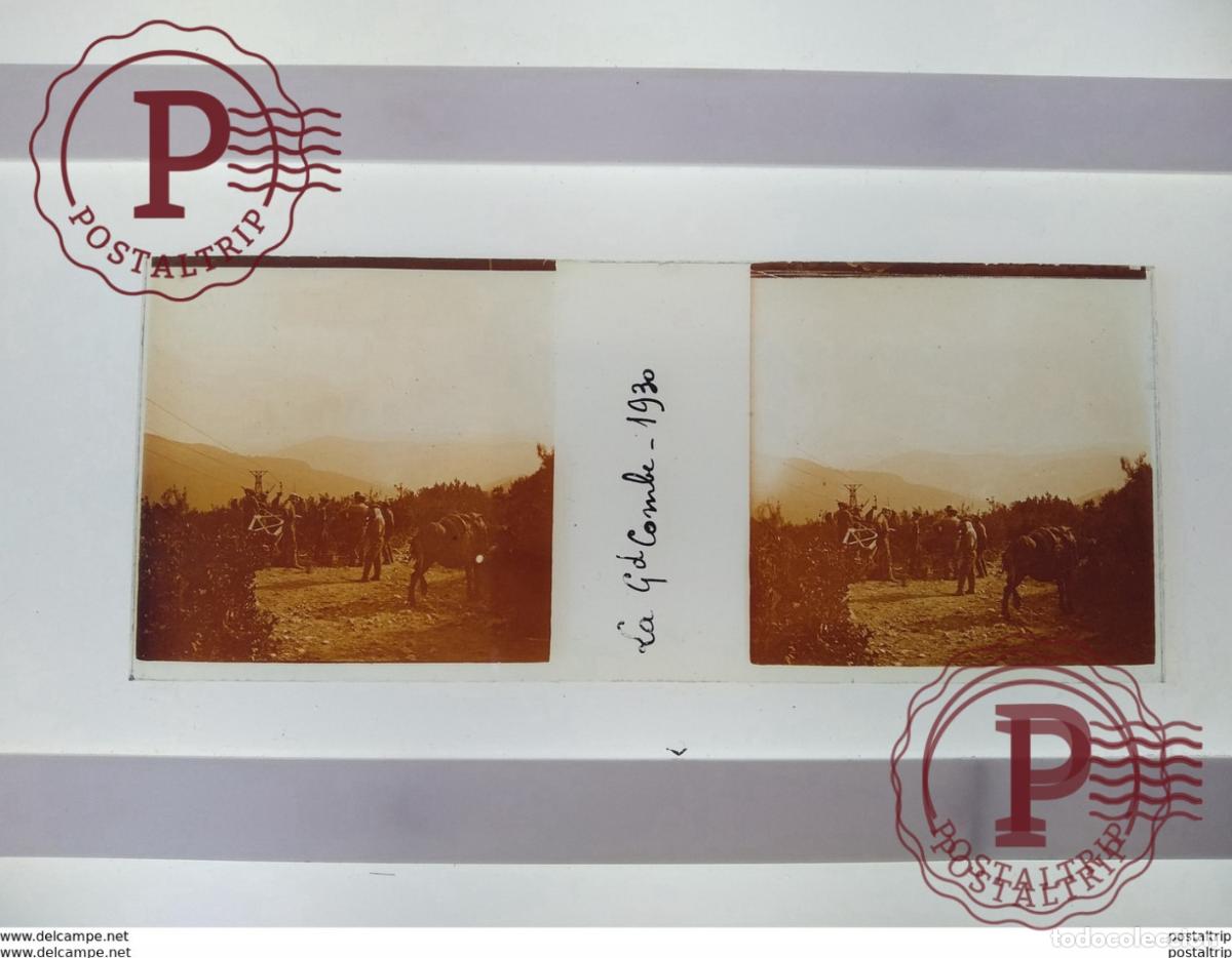 Antique Photography: La G d Combe St&eacute;r&eacute;o sur verre plaque de Verre Fran&ccedil;e les gens et les animaux