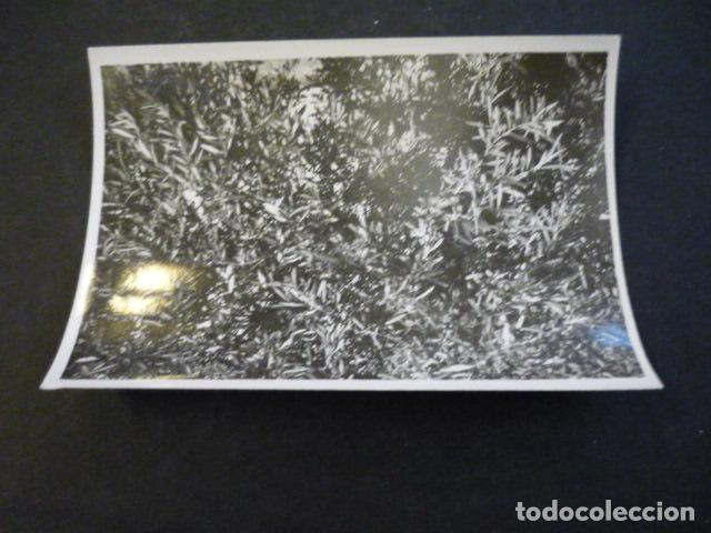 Alte Fotografie: NAVA DE RICOMALILLO TOLEDO OLIVOS ANTIGUA FOTOGRAFIA 7,5 X 10,5 CM