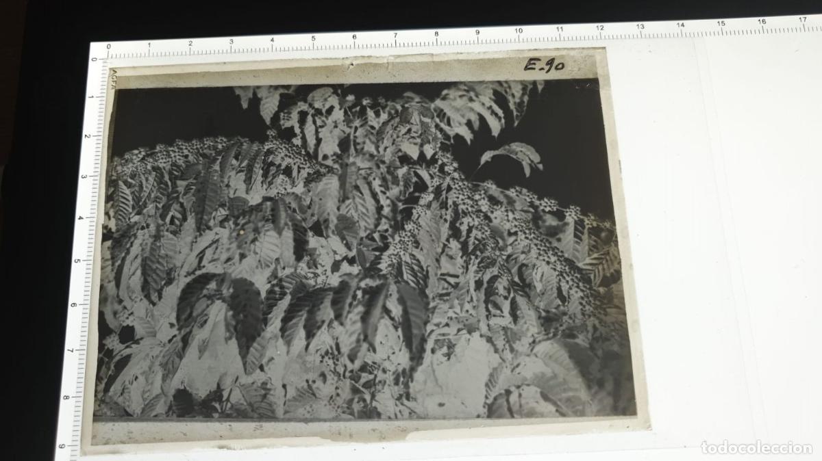 Fotograf&iacute;a antigua: CONGO BELGA BELGE. FOTOGRAFIA GELATINOBROMURO. VIDRIO. 1920 1930.