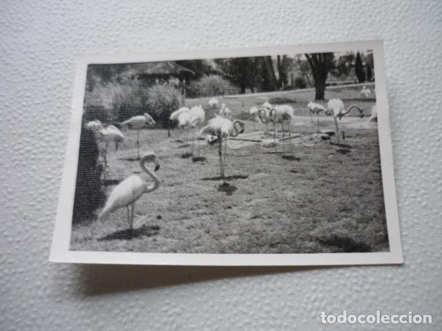 Fotograf&iacute;a antigua: MADRID PARQUE ZOOL&Oacute;GICO ANTIGUA FOTOGRAF&Iacute;A 7,5 X 10,5 CM