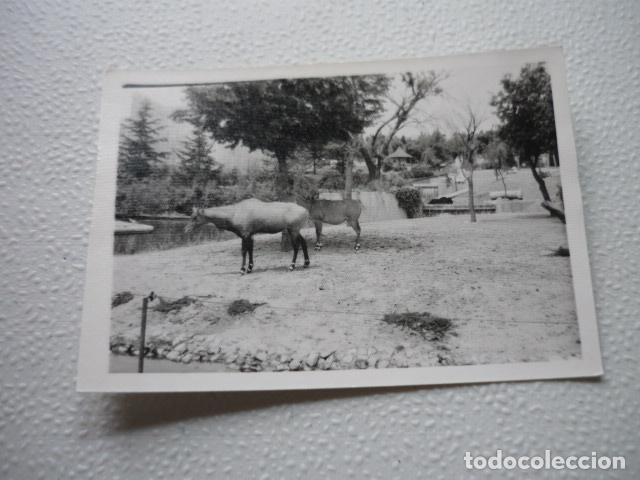 Fotograf&iacute;a antigua: MADRID PARQUE ZOOL&Oacute;GICO ANTIGUA FOTOGRAF&Iacute;A 7,5 X 10,5 CM