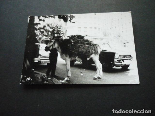 Alte Fotografie: MADRID BURRO EN LA CALLE PRINCESA ANTIGUA FOTOGRAFIA 8 X 12 CM