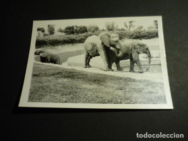 Alte Fotografie: MADRID PARQUE ZOOLOGICO ANTIGUA FOTOGRAFIA 7,5 X 10,5 CM