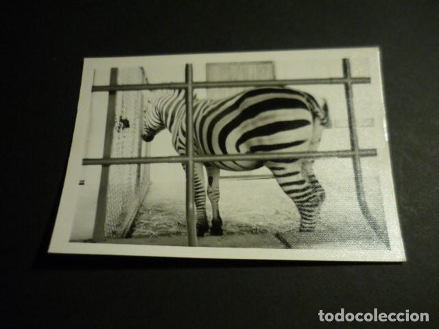 Fotografia antiga: MADRID PARQUE ZOOLOGICO ANTIGUA FOTOGRAFIA 7,5 X 10,5 CM