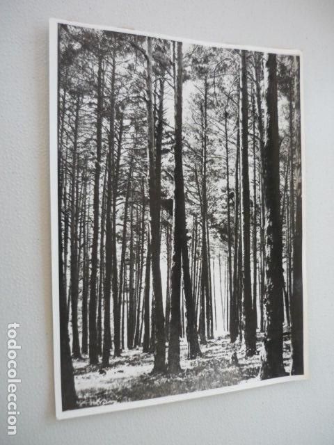 Fotograf&iacute;a antigua: VALSAIN SIERRA DE GUADARRAMA SEGOVIA MADRID ANTIGUA FOTOGRAFIA ORIGINAL 18 X 24 CM